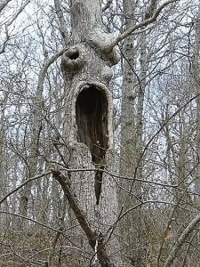 pohon unik
